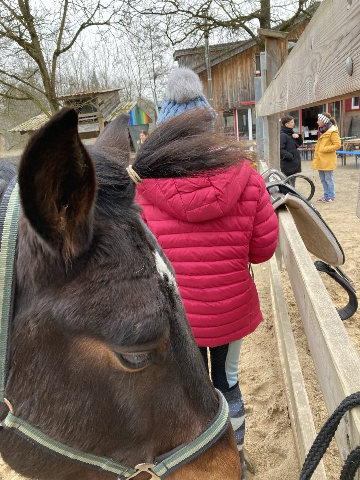 Pferd am Zaun